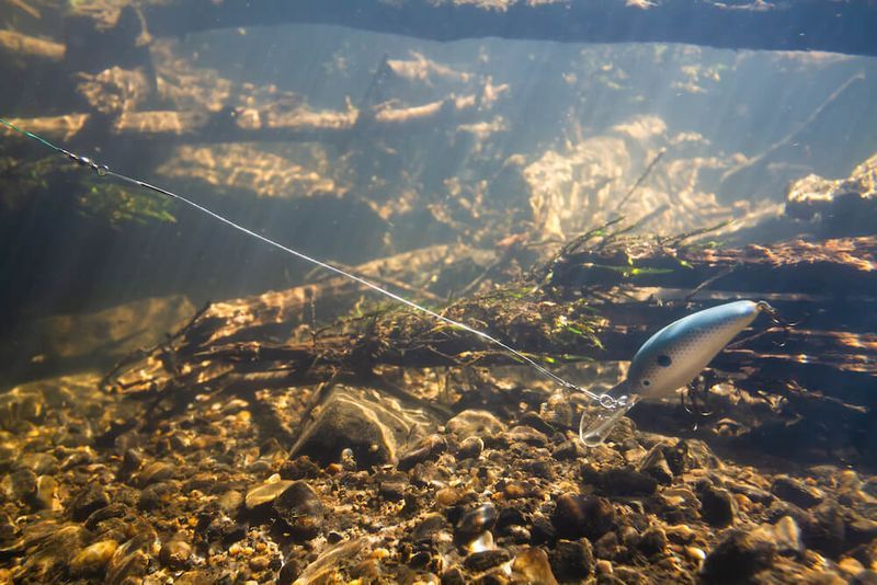 Best Fishing Line for Crankbaits InDepth Guide